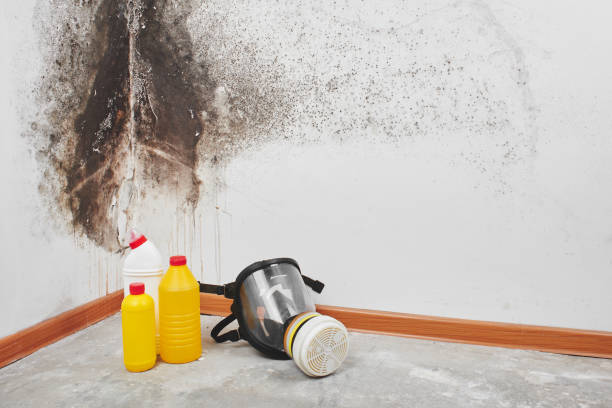 Best Black Mold Removal  in Scappoose, OR