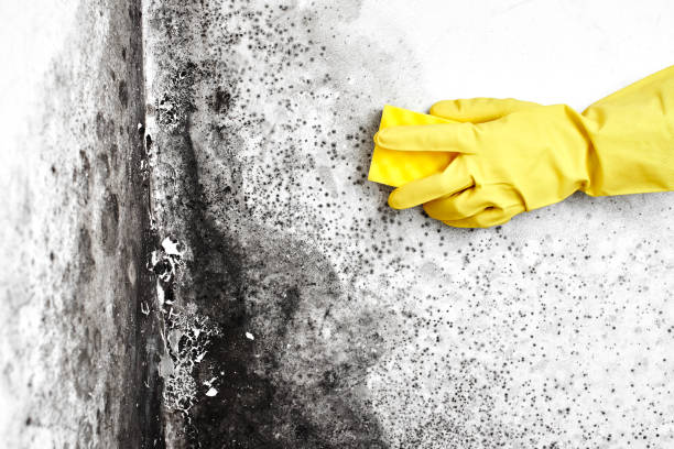 Best Professional Mold Removal  in Scappoose, OR