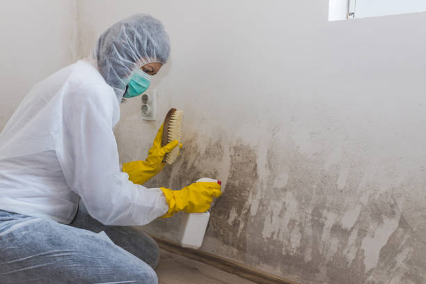 Best Attic Mold Removal  in Scappoose, OR
