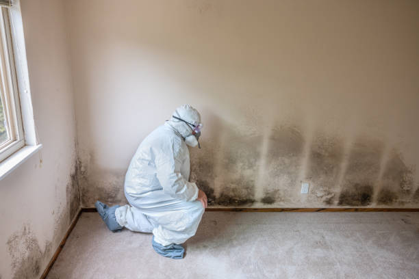 Best Crawl Space Mold Removal  in Scappoose, OR
