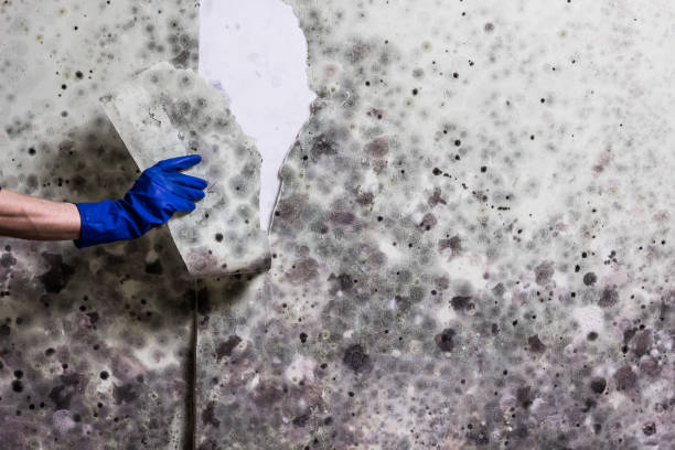 Best Mold Damage Repair  in Scappoose, OR